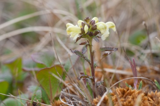 Northern Lousewort